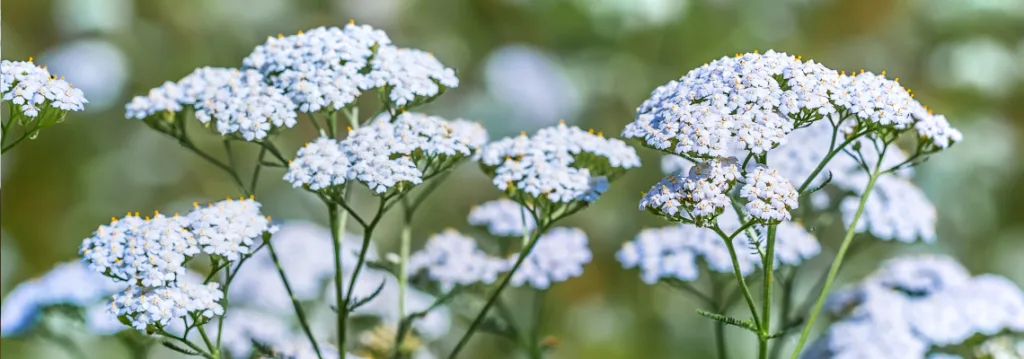 Praxisfoto von Doreen Platz, Heilpraktikerin. Homöopathie - Shiatsu & Massage – Naturheilverfahren, Naturheilpraxis für Kinder & Erwachsene.